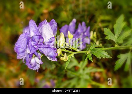 Atemberaubendes Aconitum Carmichaelii blüht im Herbst. Natürliches Nahaufnahme blühendes Pflanzenporträt. Aufmerksamkeit erregend, schön, blühend, rot, kühl, Stockfoto