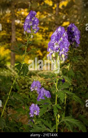 Atemberaubendes Aconitum Carmichaelii blüht im Herbst. Natürliches Nahaufnahme blühendes Pflanzenporträt. Aufmerksamkeit erregend, schön, blühend, rot, kühl, Stockfoto