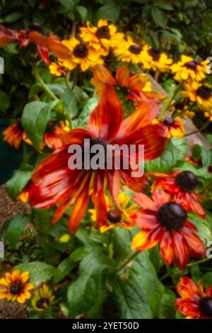 Natürliches Nahaufnahme blühendes Pflanzenporträt von Rudbeckia Summerina Yellow, Summerina Series. Aufmerksamkeit erregend, schön, blühend, rot, kühl, Stockfoto