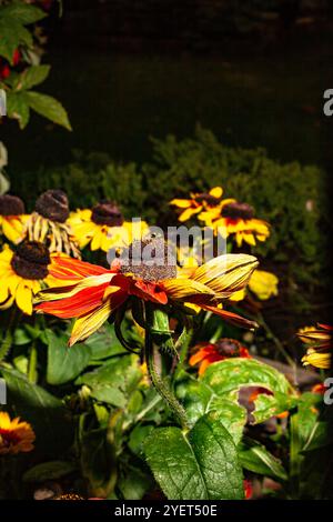 Natürliches Nahaufnahme blühendes Pflanzenporträt von Rudbeckia Summerina Yellow, Summerina Series. Aufmerksamkeit erregend, schön, blühend, rot, kühl, Stockfoto