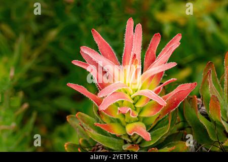 Faszinierende Mimetes Cucullatus. Natürliches Nahaufnahme blühendes Pflanzenporträt. Aufmerksamkeit erregend, schön, blühend, rot, kühl, großzügig, nah Stockfoto