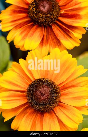 Natürliches Nahaufnahme blühendes Pflanzenporträt von Rudbeckia Summerina Yellow, Summerina Series. Aufmerksamkeit erregend, schön, blühend, rot, kühl, Stockfoto