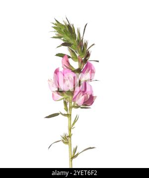 Zweig von Ononis Arvensis mit rosa Blüten isoliert auf weißem Hintergrund. ( Feld Restharrow) Stockfoto