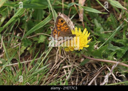 Wall Brown Butterfly Weibchen Nektaring auf einer Blume - Lasiommata megera Stockfoto