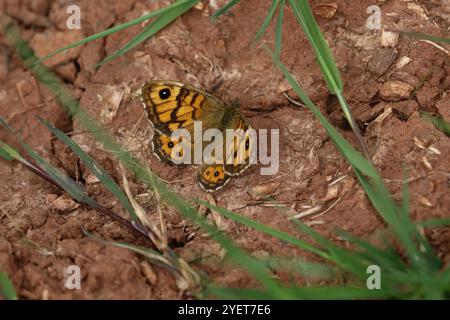 Wall Brown Butterfly Weibchen - Lasiommata megera Stockfoto