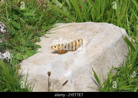 Wall Brown Butterfly Weibchen - Lasiommata megera Stockfoto