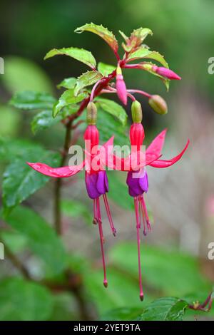 Pendat rote und violette Herbstblumen von Fuchsia Genii im britischen Garten Oktober Stockfoto