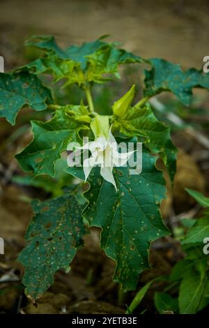 Datura stramonium, bekannt unter den gebräuchlichen Namen Dornapple, Jimsonweed (Jimson Weed) oder Teufelstrompete, ist eine giftige Blütepflanze Stockfoto