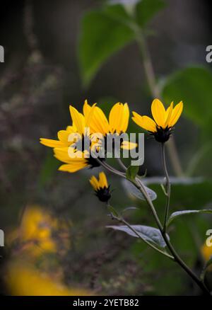 Gelbe Blüten der Jerusalemer Artischocke (Helianthus tuberosus), auch Sonnenwurzel, Sonnendrossel, wilde Sonnenblume, Topinambur, oder Erdapfel, im Herbst Stockfoto