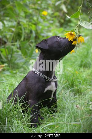 Süßes freundliches Schwarzes Bully Rasse Kreuzhündchen Stockfoto