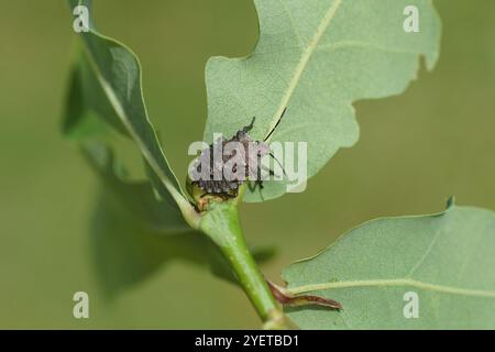 Nymphe einer Waldkäfer oder rotbeiniger Schildkäfer (Pentatoma rufipes) auf Eichenblättern. Familie Pentatomidae. Frühling, Juni. Niederlande Stockfoto