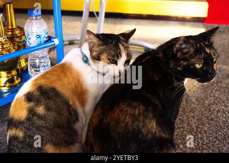 Zwei niedliche Katzen, ein Calico und eine Schildpatt, sitzen drinnen dicht zusammen. Die neugierigen Katzen sind von Alltagsgegenständen umgeben, die eine Witze erzeugen Stockfoto
