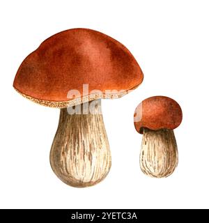 Boletespilzset. Botanische Aquarellillustration von Porcini. Isolierter detaillierter Boletus auf weißem Hintergrund. Handgemalter Herbst saisonaler Clipart f Stockfoto