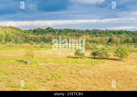 Blick auf die Wahner Heide bei Köln im Herbst 2020 Stockfoto