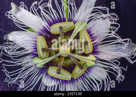 Passionsfruchtblume ( Passiflora edulis ) - Serenada Eco Resort Stockfoto