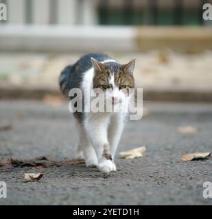 Larry, die Downing Street Katze und Chief Mouser, in Downing Street, London, Großbritannien. Larry auf einer Mission. Stockfoto