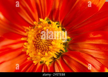 Mexikanische Sonnenblume ( Tithonia rotundifolia ) - Kampala Uganda Stockfoto