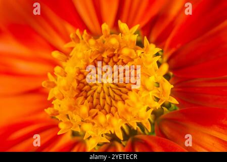 Mexikanische Sonnenblume ( Tithonia rotundifolia ) - Kampala Uganda Stockfoto