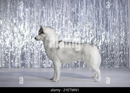 Der sibirische Husky-Hund steht vor dem Hintergrund einer glänzenden festlichen Mauer. Für das neue Jahr. Ein Gefühl des Triumphes... Fotostudio. Weihnachten Stockfoto