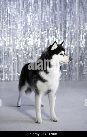 Der sibirische Husky-Hund steht vor dem Hintergrund einer glänzenden festlichen Mauer. Für das neue Jahr. Ein Gefühl des Triumphes... Fotostudio. Weihnachten Stockfoto