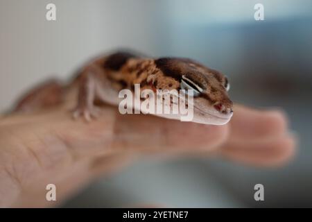 Niedlicher Leopard Geckos (Eublepharis Macularius) auf unscharfem Hintergrund Stockfoto