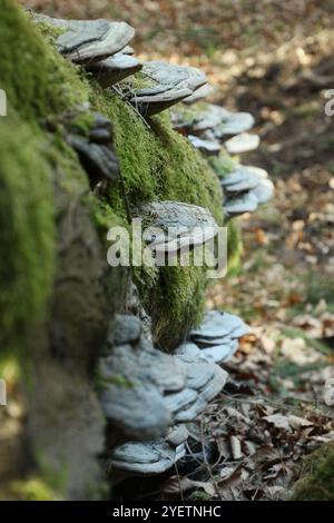 Pilze wachsen im Herbst auf einem umgefallenen Baumstamm im Wald. Stockfoto