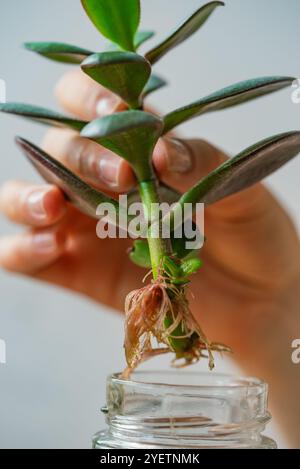 Die Hände des Gärtners halten die saftige Pflanze mit freiliegenden Wurzeln sanft und bereit, sie in einen Glasbehälter mit Wasser zu Pflanzen, was die Pflanzenvermehrung und die Gartenarbeit zeigt Stockfoto