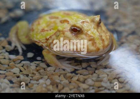 Pacman Frosch vor weißem Hintergrund Stockfoto