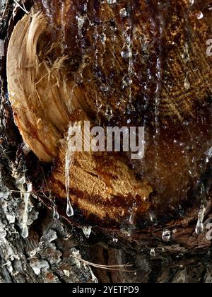 Nahaufnahme eines geschnittenen Baumes mit tropfsaft Stockfoto