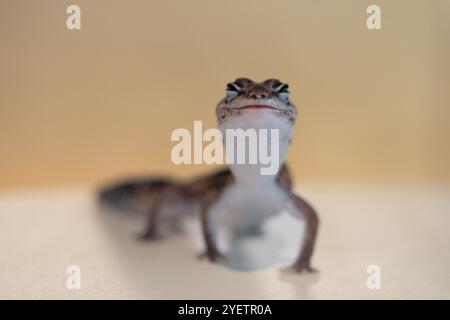 Niedlicher Leopard Geckos (Eublepharis Macularius) auf unscharfem Hintergrund Stockfoto