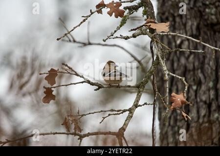 Männlicher amerikanischer Goldfinch, der im Herbst in texas roter Eiche thront. Hochwertige Fotos Stockfoto