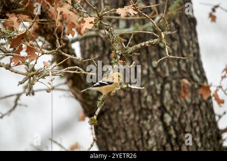 Männlicher amerikanischer Goldfinch, der im Herbst in texas roter Eiche thront. Hochwertige Fotos Stockfoto