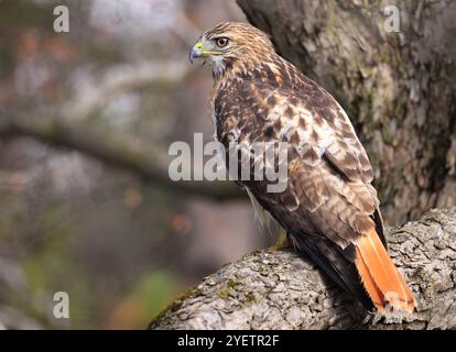 Rotschwanzfalke, der auf einem Zweig im Wald in Quebec, Kanada, thront Stockfoto