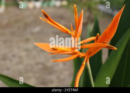 Tropische, wunderschöne Pflanze namens Heliconia Orange Stockfoto