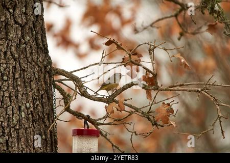Orange gekrönte Grasblume in Texas Oak Tree gegen orange Herbstfarben. Hochwertige Fotos Stockfoto