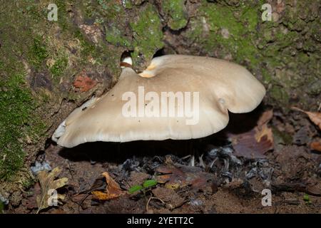 Pilz (wahrscheinlich polypore) zwischen Moos und Blättern unter einem Baumstamm. Herbsthintergrund im Wald. Stockfoto