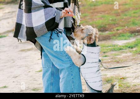 Ein kleiner Hund in einer weißen Jacke steht auf dem Bein seines Herrn und greift nach einem Leckerbissen. Der Besitzer, gekleidet in legere Kleidung, füttert den Hund ein Stück davon Stockfoto