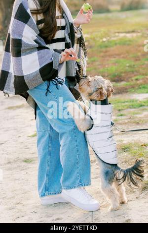 Ein kleiner Hund in einer weißen Jacke steht auf dem Bein seines Herrn und greift nach einem Leckerbissen. Der Besitzer, gekleidet in legere Kleidung, füttert den Hund ein Stück davon Stockfoto