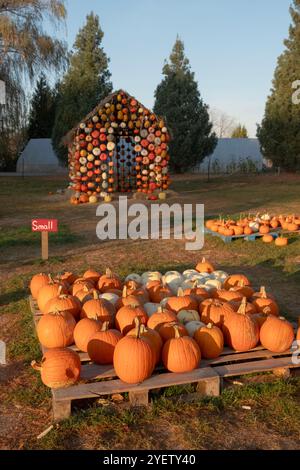 Ein frühmorgendlicher Blick auf die Kürbisse und Kürbisse zum Verkauf auf der Harvest Moon Farm & Orchard in North Salem, Westchester, New York. Stockfoto