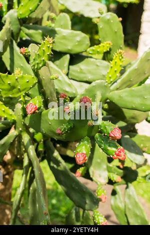 Opuntia cochenillifera (Cochineal Nopal Cactus) Blütenknospen Stockfoto