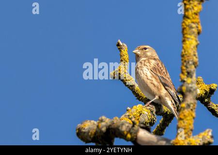 Weibliches Leinen mit dezentem braunem und grauem Gefieder. Ernährt sich von Samen und Insekten. Foto aufgenommen im Turvey Nature Reserve, Dublin. Stockfoto