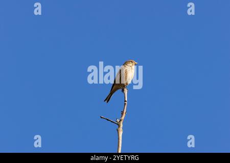 Weibliches Leinen mit dezentem braunem und grauem Gefieder. Ernährt sich von Samen und Insekten. Foto aufgenommen im Turvey Nature Reserve, Dublin. Stockfoto