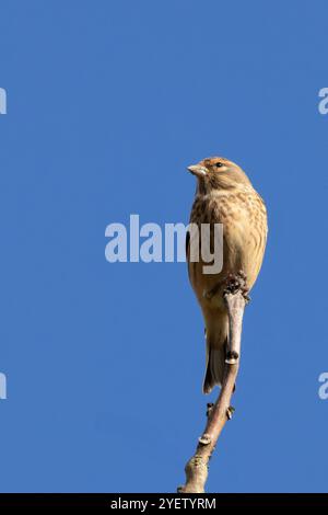 Weibliches Leinen mit dezentem braunem und grauem Gefieder. Ernährt sich von Samen und Insekten. Foto aufgenommen im Turvey Nature Reserve, Dublin. Stockfoto