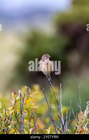 Weibliches Leinen mit dezentem braunem und grauem Gefieder. Ernährt sich von Samen und Insekten. Foto aufgenommen im Turvey Nature Reserve, Dublin. Stockfoto