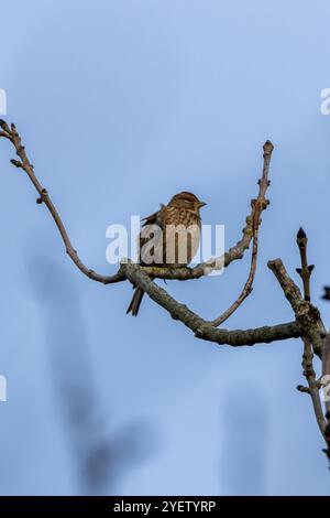 Weibliches Leinen mit dezentem braunem und grauem Gefieder. Ernährt sich von Samen und Insekten. Foto aufgenommen im Turvey Nature Reserve, Dublin. Stockfoto