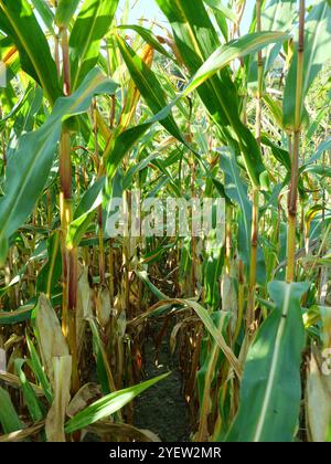 Das Maisfeld nähert sich der Ernte. Auf der Insel Rügen wird ein erheblicher Teil des Maisanbaus zur Energieerzeugung und Biogaserzeugung angebaut. Stockfoto