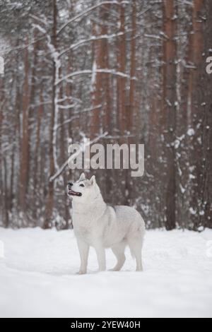 Fluffiger sibirischer Husky im Winterschneewald. Ein reinrassiger, schöner Hund steht im Schnee. Das Äußere der Rasse. Winterhintergrund. Stockfoto