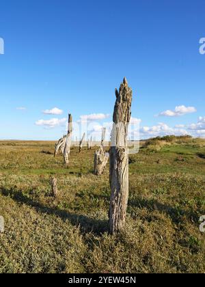 Thornham Salzwiesen Pfosten und Anlegestellen an der Nordküste von Norfolk Stockfoto