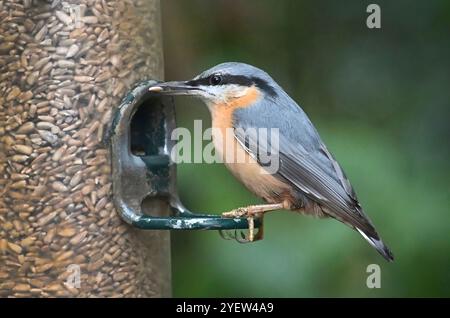 Nuthatch auf Gartenvogelfutter im Spätsommer Stockfoto