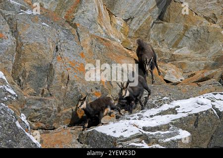 Rutting Alpine Gämse (Rupicapra rupicapra) männlich / Bock jagt weiblich und juvenile Felswände während der Furche im Winter in den europäischen Alpen Stockfoto